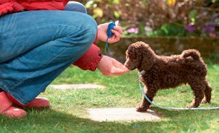 Regelmäßiges Training ist ein wichtiger Teil der Aufzucht eines Hundewelpen